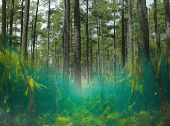 Borregaard Increases Ownership in Alginor ASA to 35%