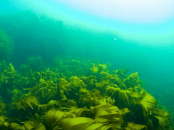 Alginor DACOTA Project Launch