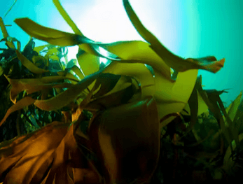 Norwegian Seaweed Industry Gains Momentum with NOK 50 Million Green Platform Gran