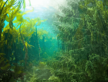 Alginor Secures Up to NOK 497 Million in Strategic Investment Round