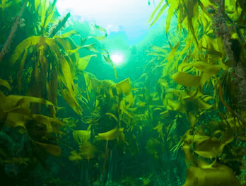 Alginor Annual General Meeting 2019