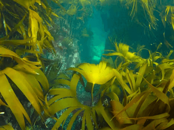 Alginor & the Seaweed Forest